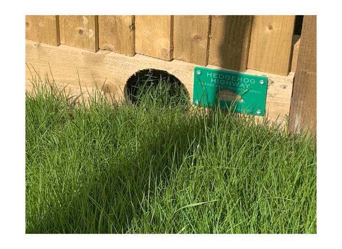 Protecting hedgehogs at Blackmore Meadows